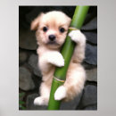 Recherche de puppy posters Chien