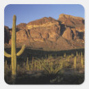 Search for arizona cactus stickers Forest