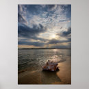 Search for pictures of shells posters Beach