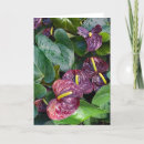 Search for anthuriums cards Botanical