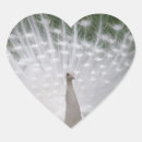 Search for white peacock stickers Nature