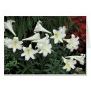 Recherche de lilium cartes postales Pétale