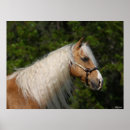 Search for horse breed posters Palomino