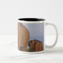 Search for indian elephant mugs Wild