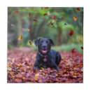 Search for labrador tiles Animal