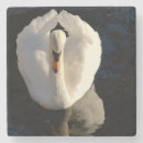 Recherche de cygnes bar Lac