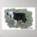 Recherche de anglais bouledogue art Chiot