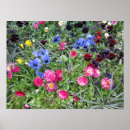 Search for pansy paintings posters Flowers