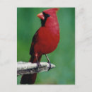 Search for cardinal vertical postcards Birds