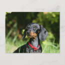 Search for miniature dachshund postcards Headshot