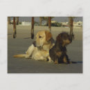 Recherche de pendu cartes postales Animal