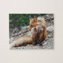 Search for red fox puzzles Nature