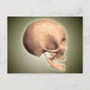 Recherche de crâne humain cartes postales Médecine