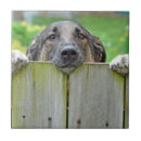 Search for german shepherd tiles Animal