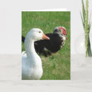 Search for waterfowl cards Photography