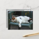Recherche de chat sur une chaise cartes postales Amoureux des chats