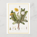 Search for vintage botanical print postcards Antique