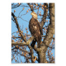 Search for eagle in winter art Nature