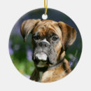 Search for brindle ornaments Headshot