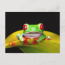 Search for treefrogs postcards Red eye