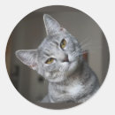 Search for grey tabby cat stickers Humour