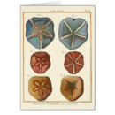 Recherche de oursin cartes postales Dollar de sable