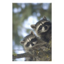 Search for racoon art posters United states