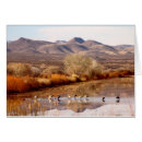 Search for bosque del apache Sandhill cranes