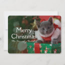 Recherche de chat bleu russe vœux cartes Photographie