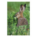 Search for rolf art Wildlife