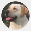 Recherche de domestiqué autocollants Chien