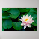 Search for lotus flower posters Tropical