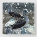 Search for booby art Galapagos