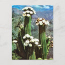 Recherche de argentina cartes postales Vintage