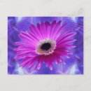 Recherche de gerber rose posters Flore