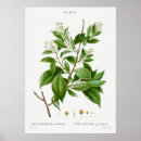 Search for arbre posters Des