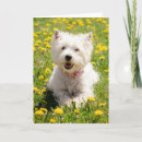Recherche de westies mignons vœux cartes Animal