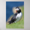 Search for auk posters Atlantic