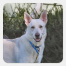 Search for gsd stickers Canine