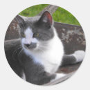 Search for grey white kitten stickers Kitty