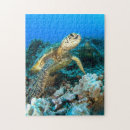 Search for turtle puzzles Chelonia