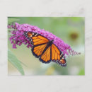 Recherche de buisson papillon cartes postales Nature