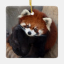 Search for mammal ornaments Panda