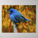Search for backyard birds posters Nature