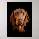 Search for magyar posters Vizsla