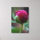 Search for bud art Peonies