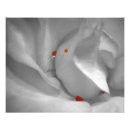 Search for selective colouring posters Closeup