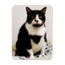 Recherche de chat amant magnets Chaton