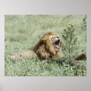 Search for low lying posters Lion