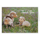 Search for australian shepherd cards Puppies